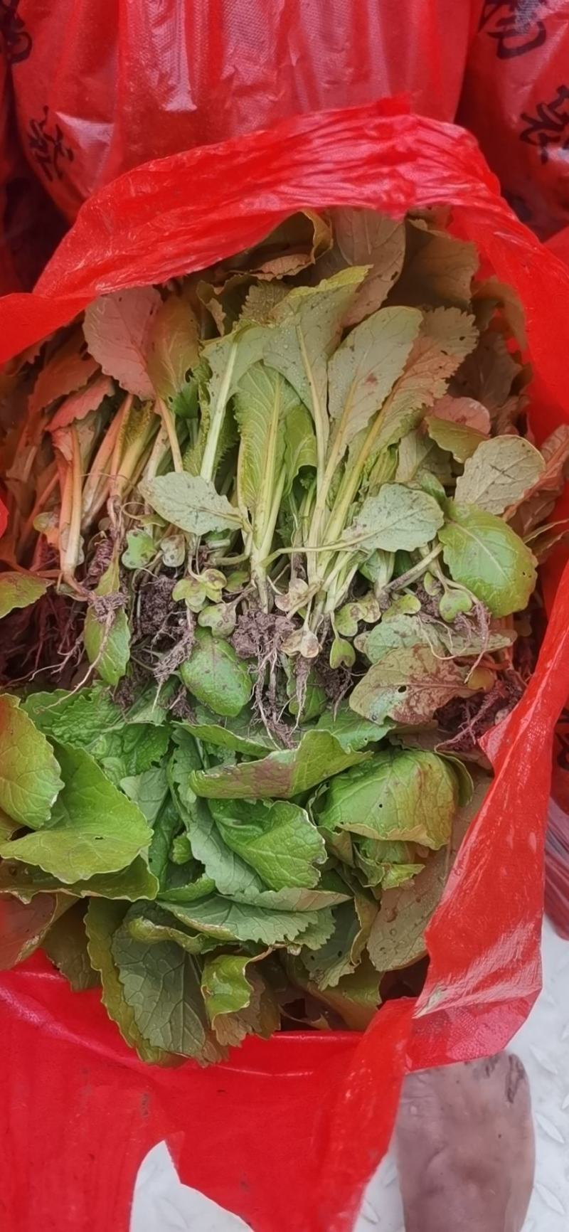 四川绵阳基地大量供应儿菜苗，青菜苗，散苗，穴盘苗都有