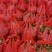 四川绵阳基地大量供应儿菜苗，青菜苗，散苗，穴盘苗都有