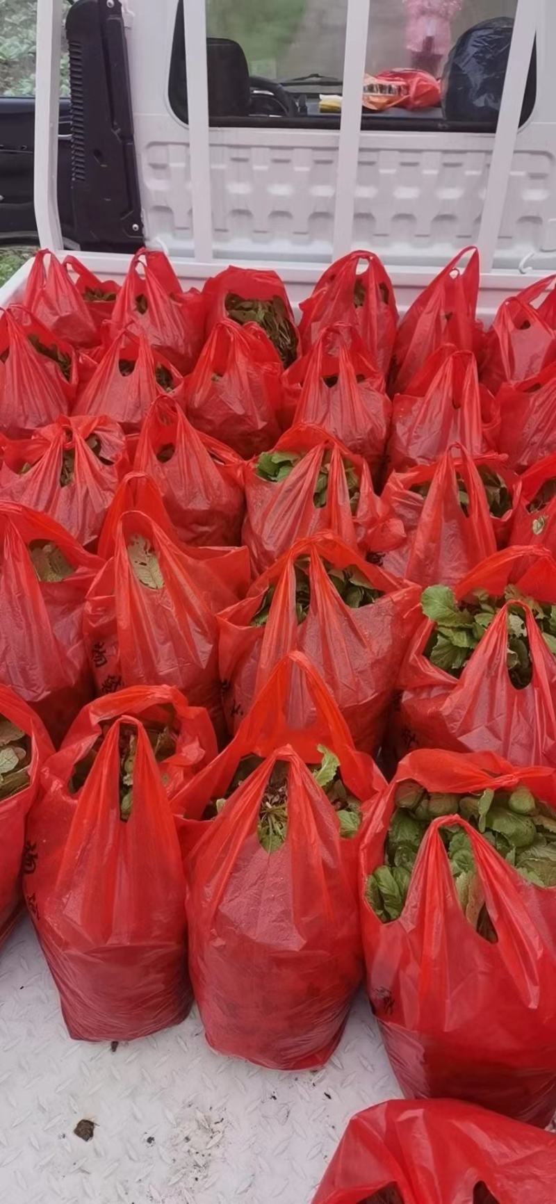 四川绵阳基地大量供应儿菜苗，青菜苗，散苗，穴盘苗都有
