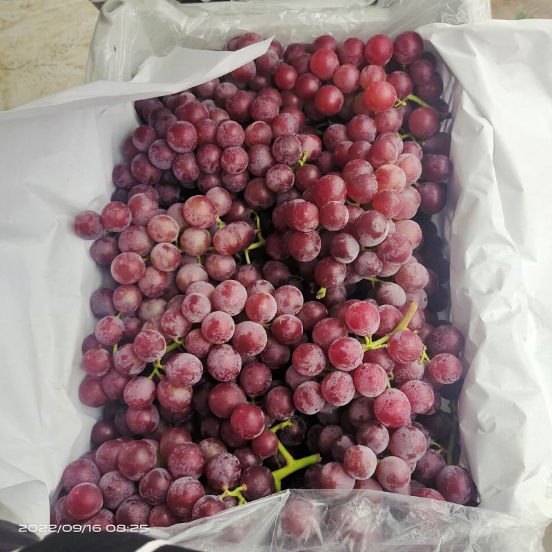 山东龙口巨峰葡萄，一手货源，货源充足，市场，渠道对接