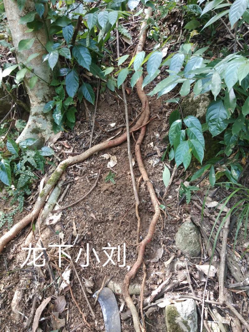 江西野生钩藤根500g勾钩藤茶鹰爪风钩草倒双挂刺干货