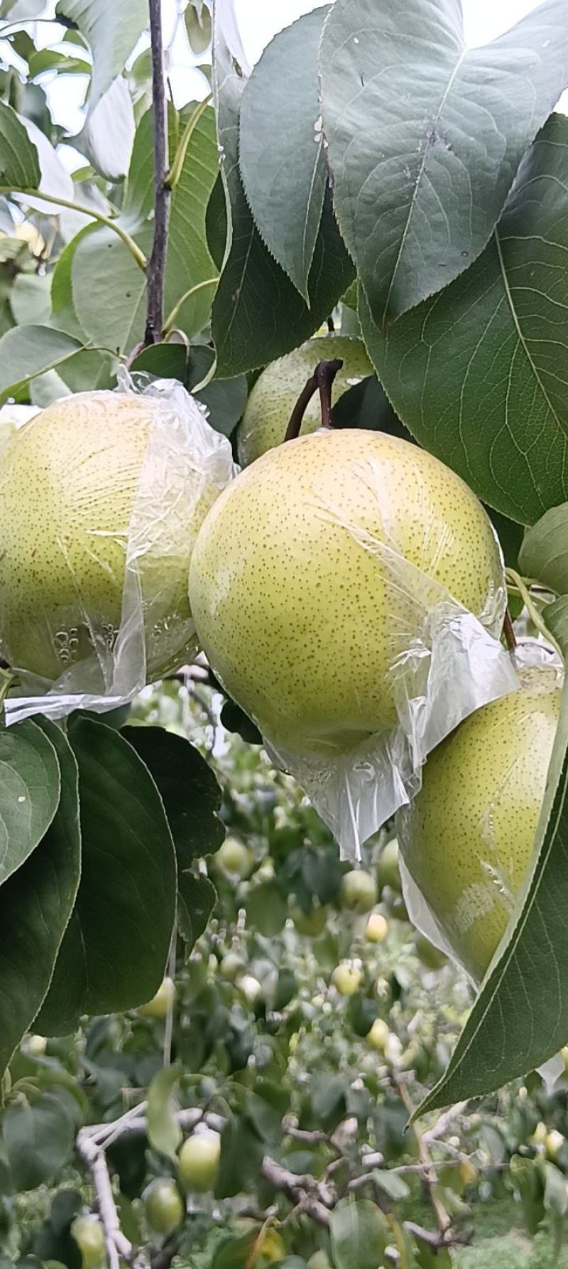 雪花梨