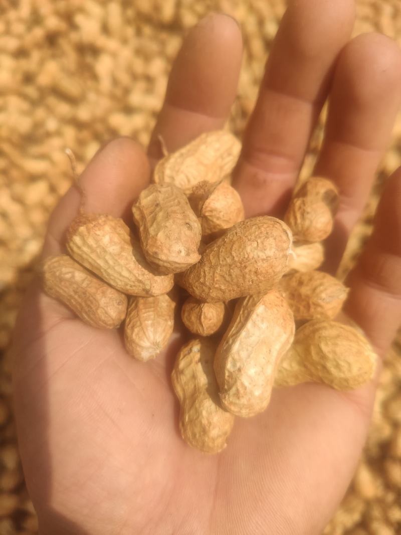 白沙花生，果大饱满，皮薄出米率高。量大合作共赢！