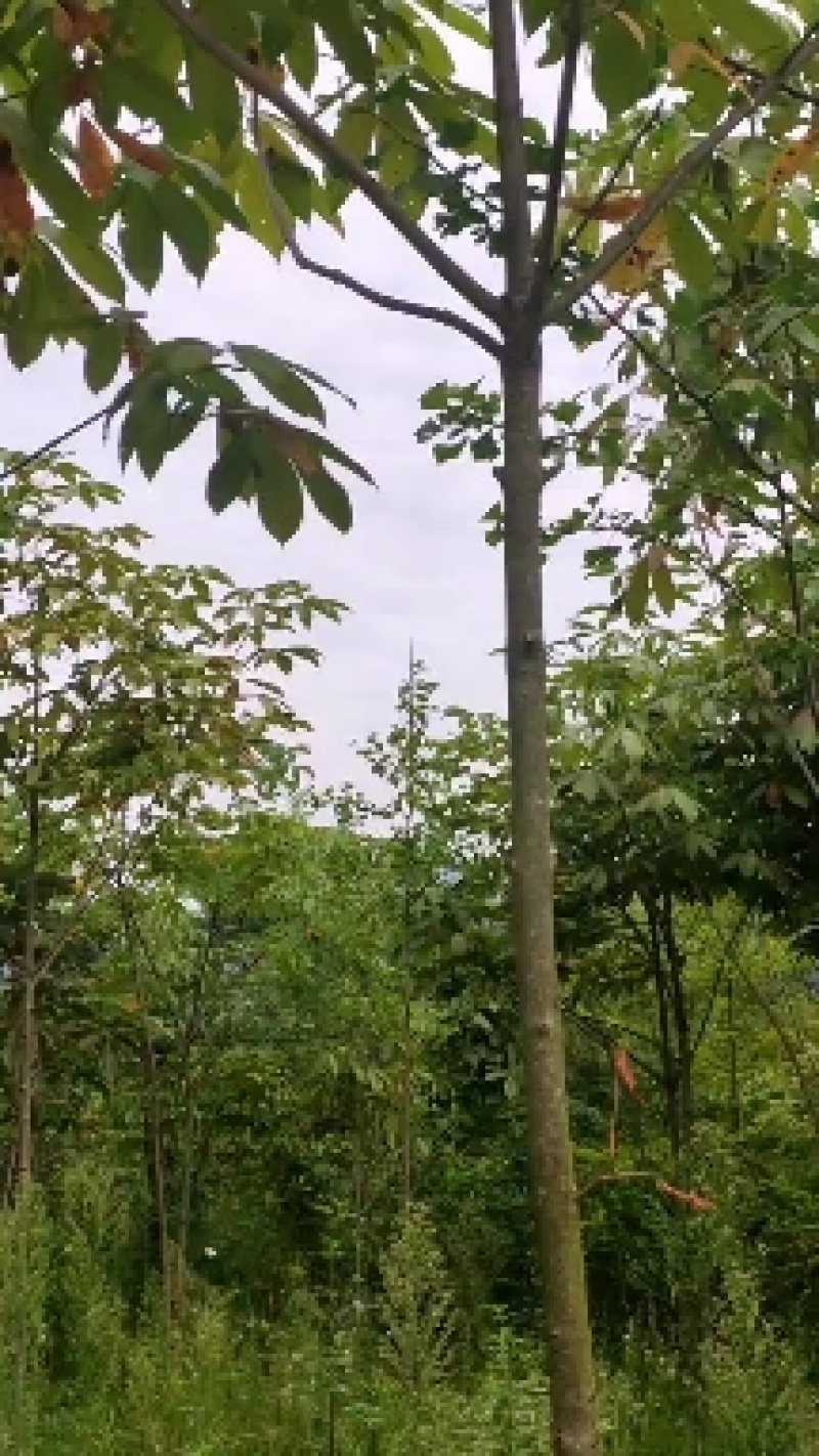 七叶树产地直发规格齐全大量现货免费提供种植技术