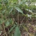 七叶树产地直发规格齐全大量现货免费提供种植技术