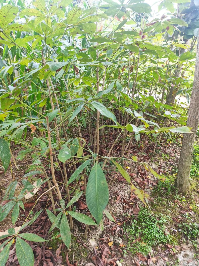 七叶树产地直发规格齐全大量现货免费提供种植技术