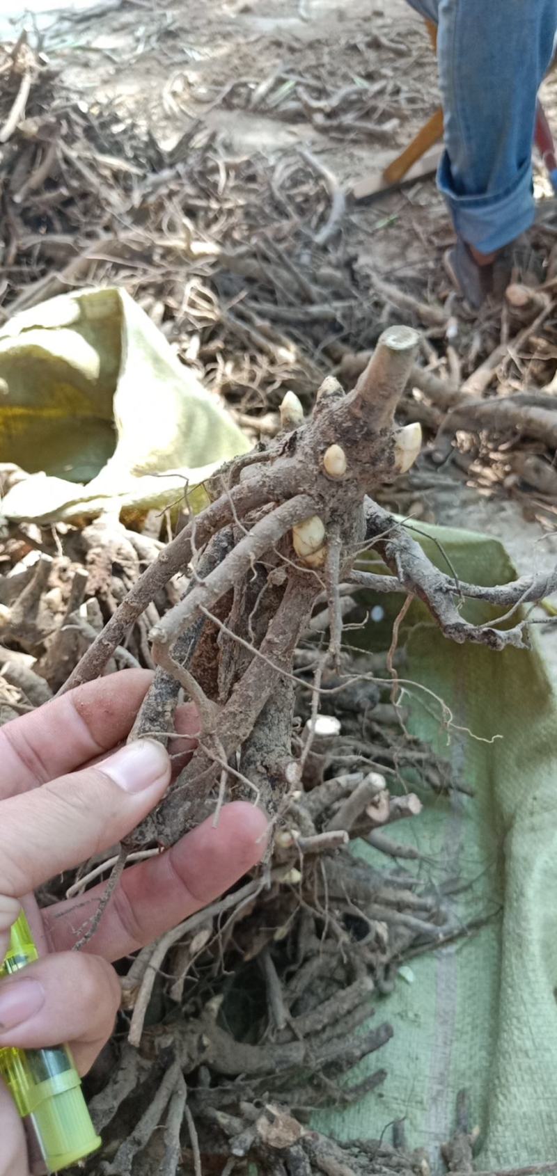 中国牡丹之都菏泽正宗精品观赏芍药切花芍药保品种保对版
