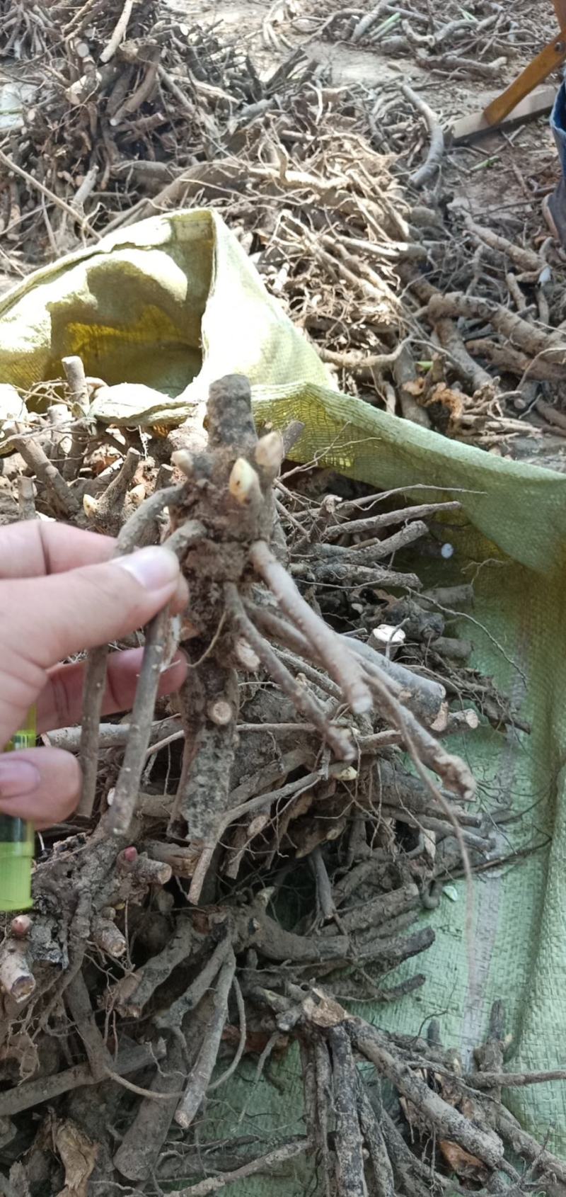 中国牡丹之都菏泽正宗精品观赏芍药切花芍药保品种保对版