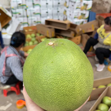 泰国进口青柚一件代发包邮包售后量大从优产地直发