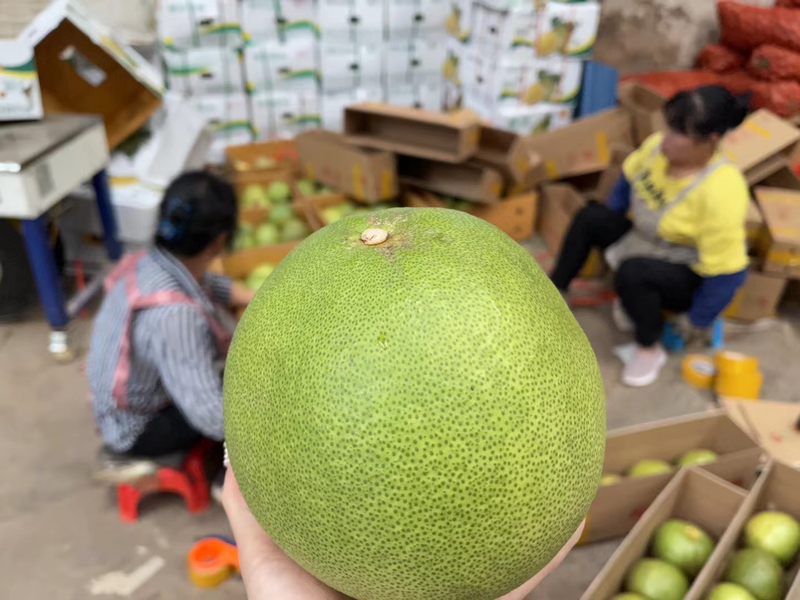 泰国进口青柚一件代发包邮包售后量大从优产地直发
