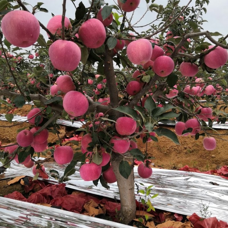 绥中高山精品寒富大量上市中，需要寒富的货主前来选购