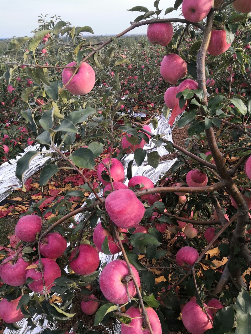 绥中高山精品寒富大量上市中，需要寒富的货主前来选购