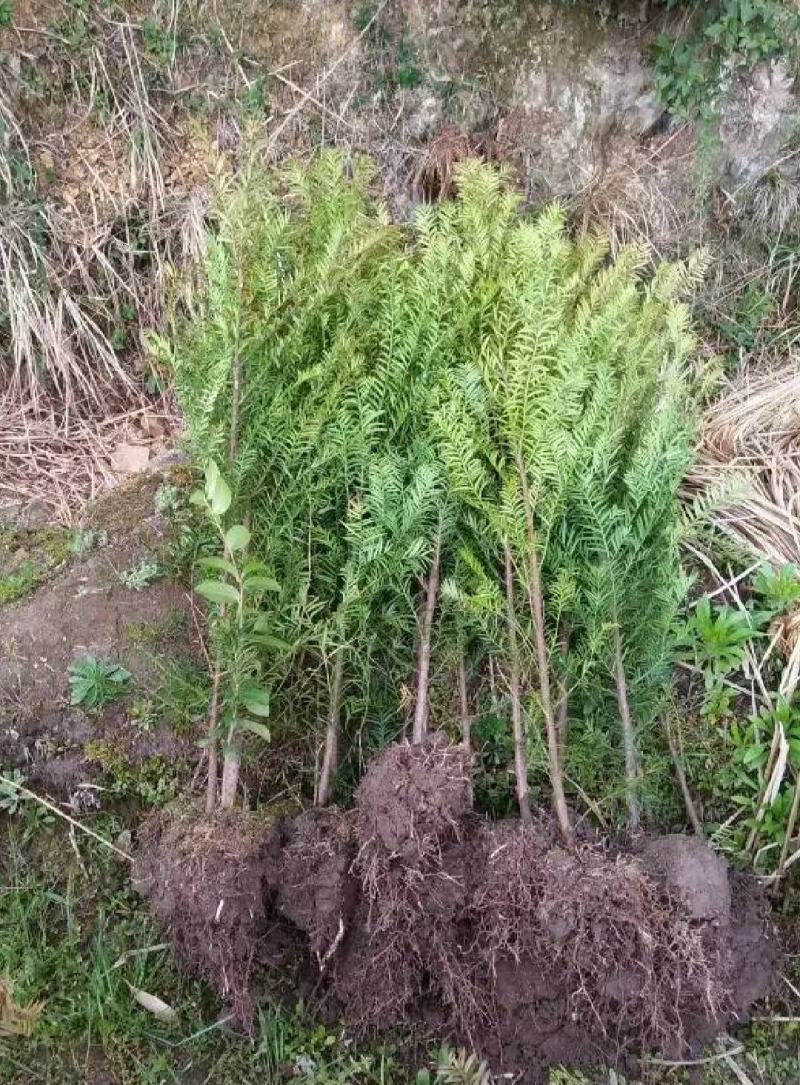 红豆杉南方红豆杉规格齐全苗圃直供免费提供种植技术