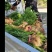 红豆杉南方红豆杉规格齐全苗圃直供免费提供种植技术