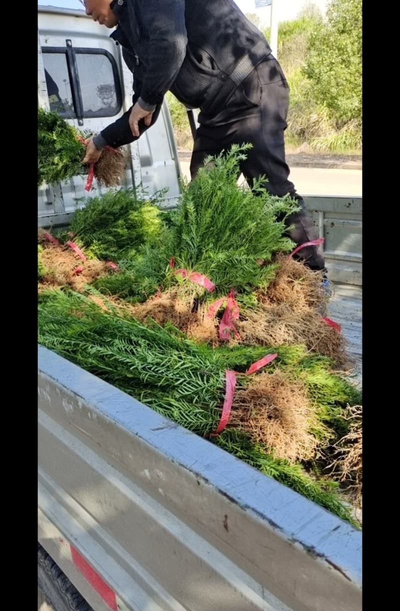 红豆杉南方红豆杉规格齐全苗圃直供免费提供种植技术