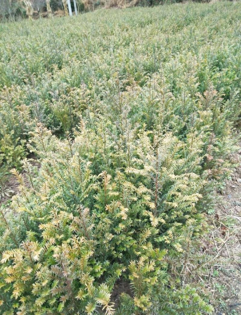 红豆杉南方红豆杉规格齐全苗圃直供免费提供种植技术