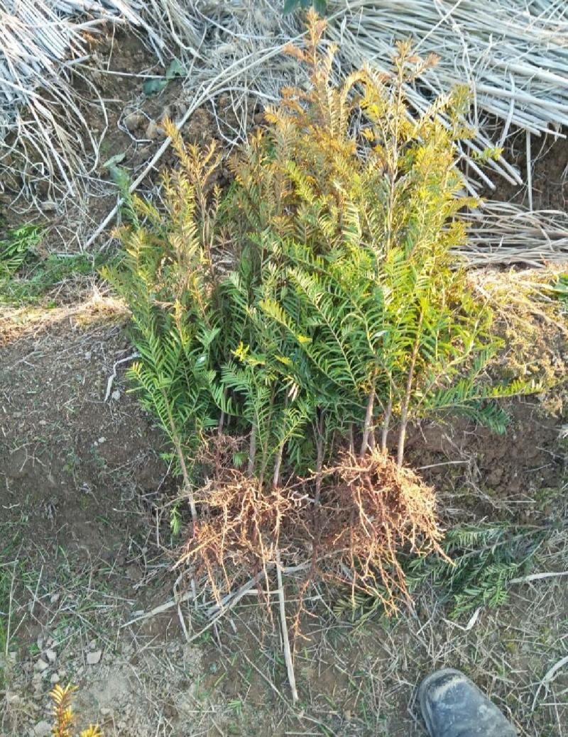 红豆杉南方红豆杉规格齐全苗圃直供免费提供种植技术