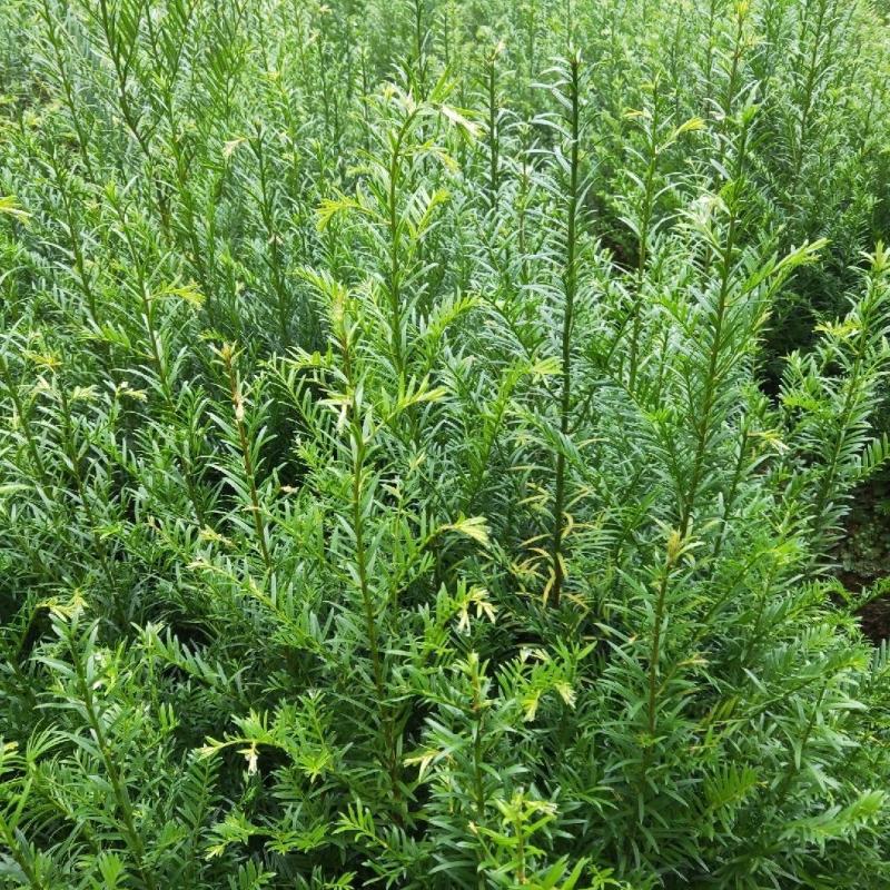红豆杉南方红豆杉规格齐全苗圃直供免费提供种植技术