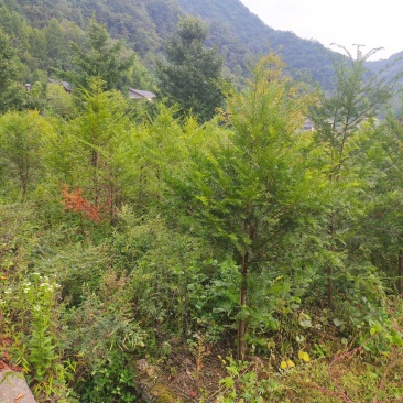 红豆杉南方红豆杉规格齐全苗圃直供免费提供种植技术