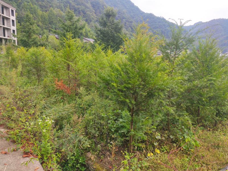 红豆杉南方红豆杉规格齐全苗圃直供免费提供种植技术