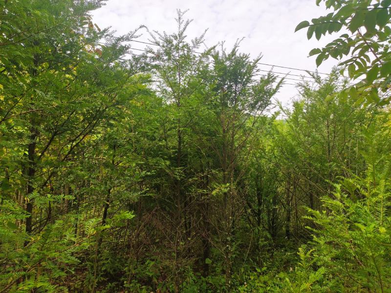 红豆杉南方红豆杉规格齐全苗圃直供免费提供种植技术