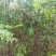 红豆杉南方红豆杉规格齐全苗圃直供免费提供种植技术