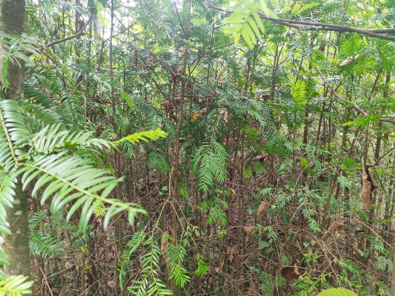 红豆杉南方红豆杉规格齐全苗圃直供免费提供种植技术
