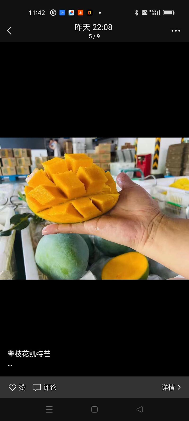 攀枝花本地特色晚熟芒果