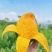 攀枝花本地特色晚熟芒果