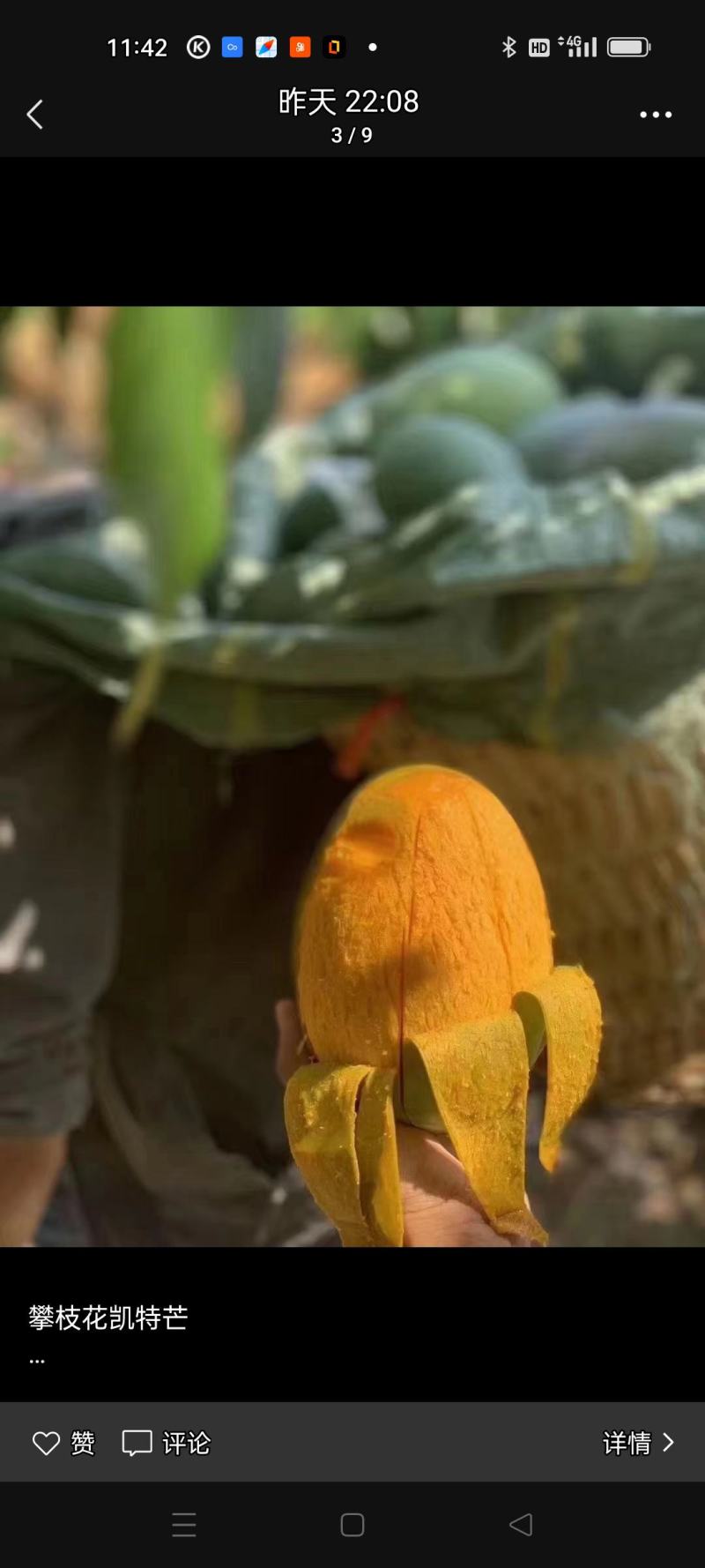 攀枝花本地特色晚熟芒果