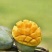 攀枝花本地特色晚熟芒果