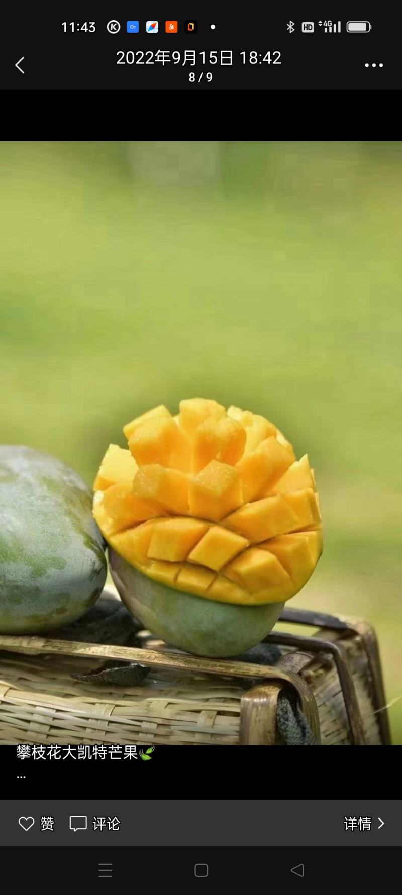 攀枝花本地特色晚熟芒果