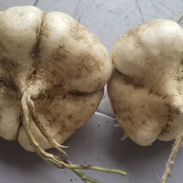 凉薯