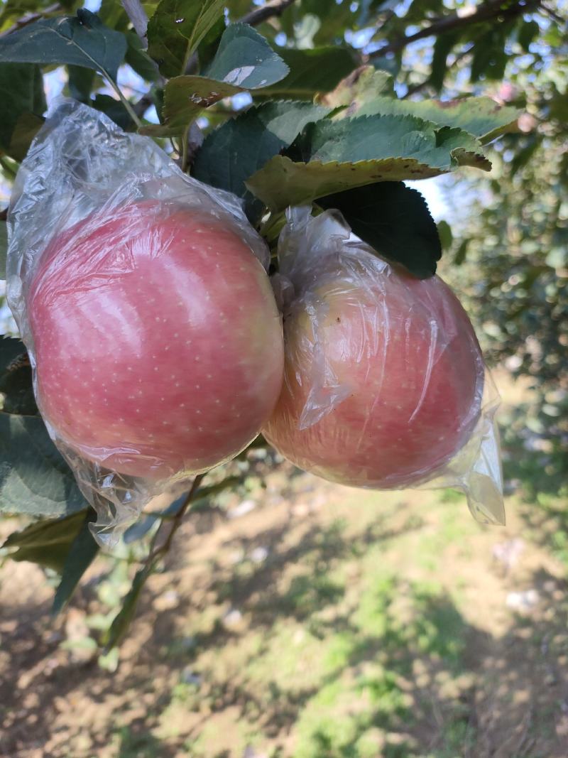 果红苹果大量上市中，有想法的老板们抓紧时间联系我。