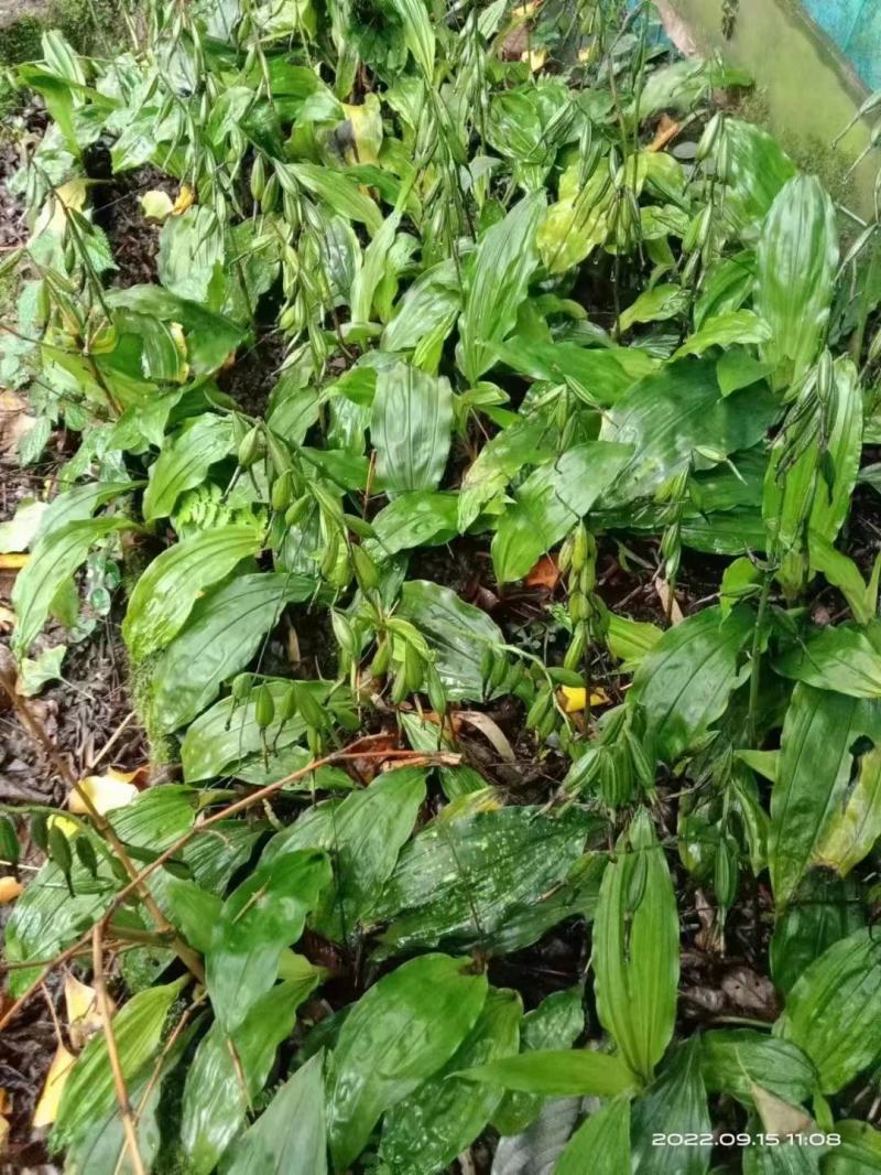 毛慈姑（山慈菇块茎出售