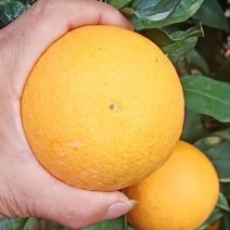 【精品】红心橙基地大量有货口感甜个头大欢迎批发