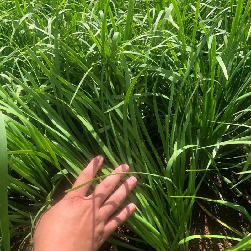 徐闻大叶韭菜品质保证专业对接市场，工厂产地现割现发