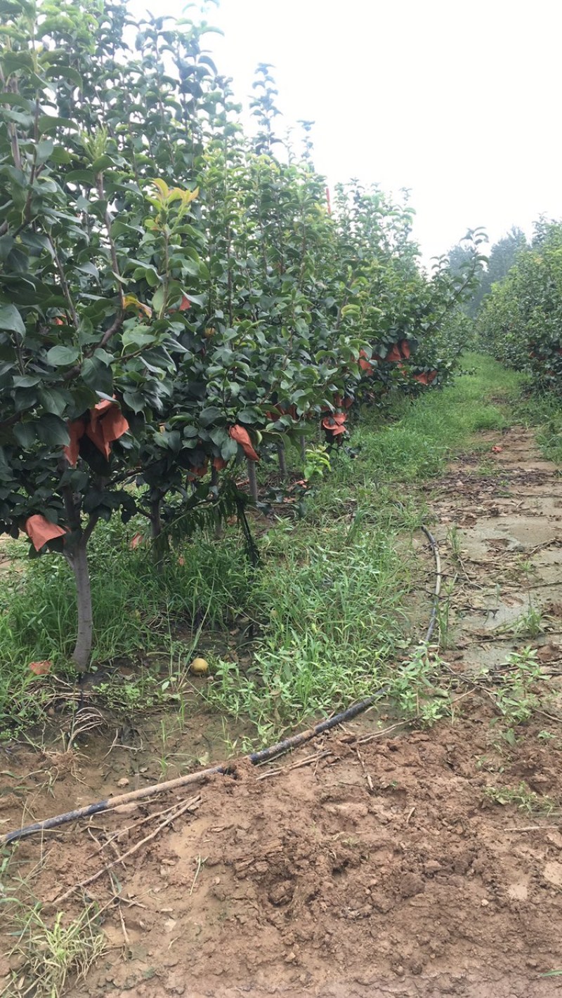 出售7年秋月梨树1万多颗占地移栽绿化