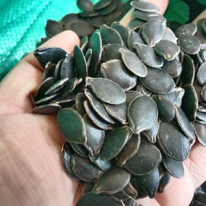 黑瓜子（黑金刚