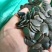 黑瓜子（黑金刚
