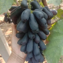 【实力货源】甜蜜蓝宝石葡萄苗全国包邮发货南北种植成活率高