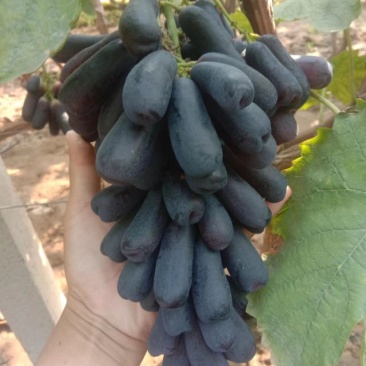 【实力货源】甜蜜蓝宝石葡萄苗全国包邮发货南北种植成活率高