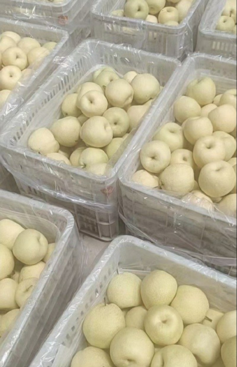 酥梨大量上市需要的老板联系电商市场均可以