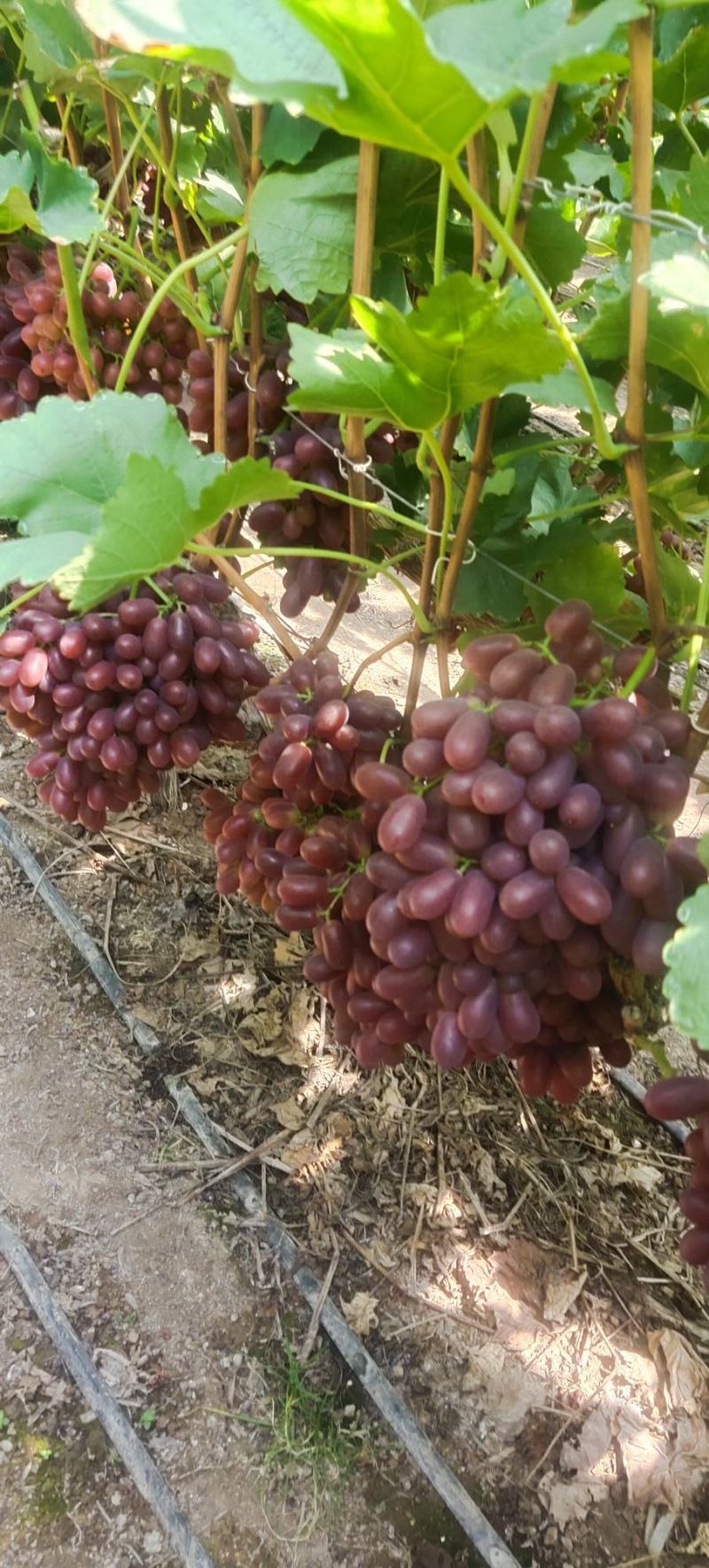 大凉山克伦生葡萄种植基地，品质优，广销全国，量大从优