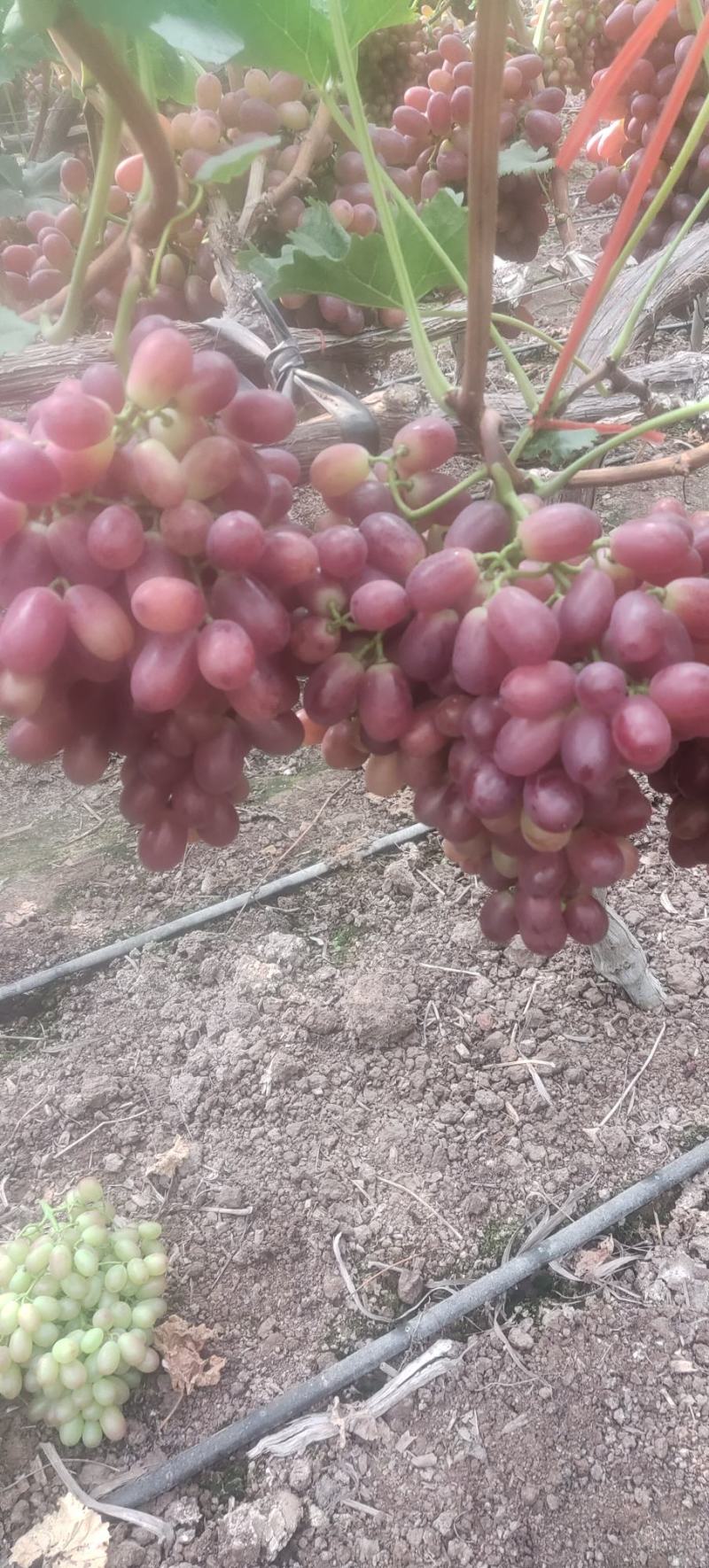 大凉山克伦生葡萄种植基地，品质优，广销全国，量大从优