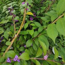 紫珠安徽大别山紫珠苗家庭园艺鲜切花紫珠苗