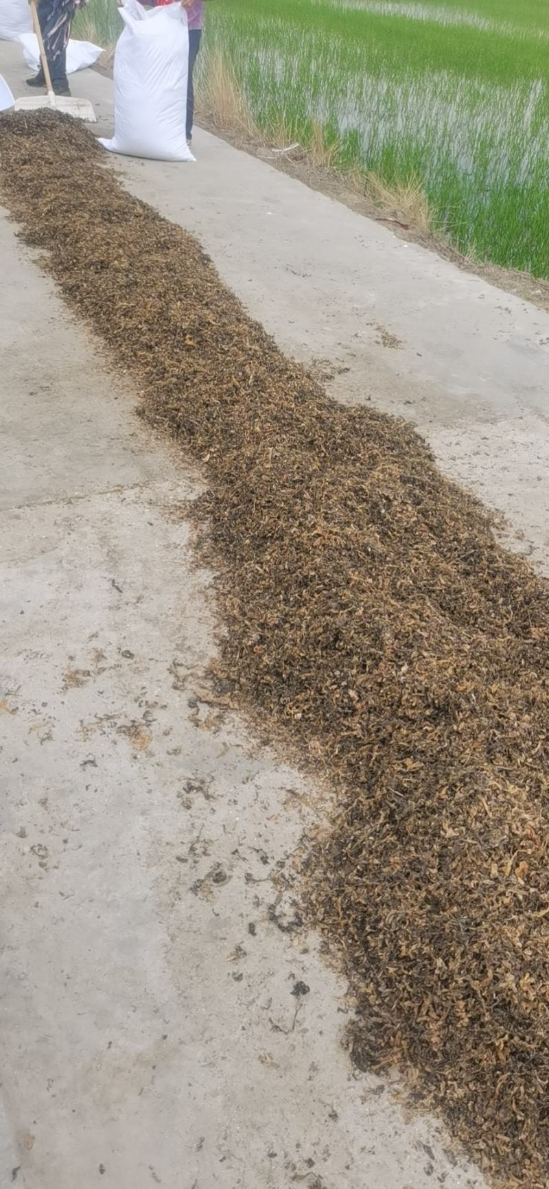 2022年当年绍兴梅干菜花菜干，货源充足