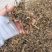 2022年当年绍兴梅干菜花菜干，货源充足