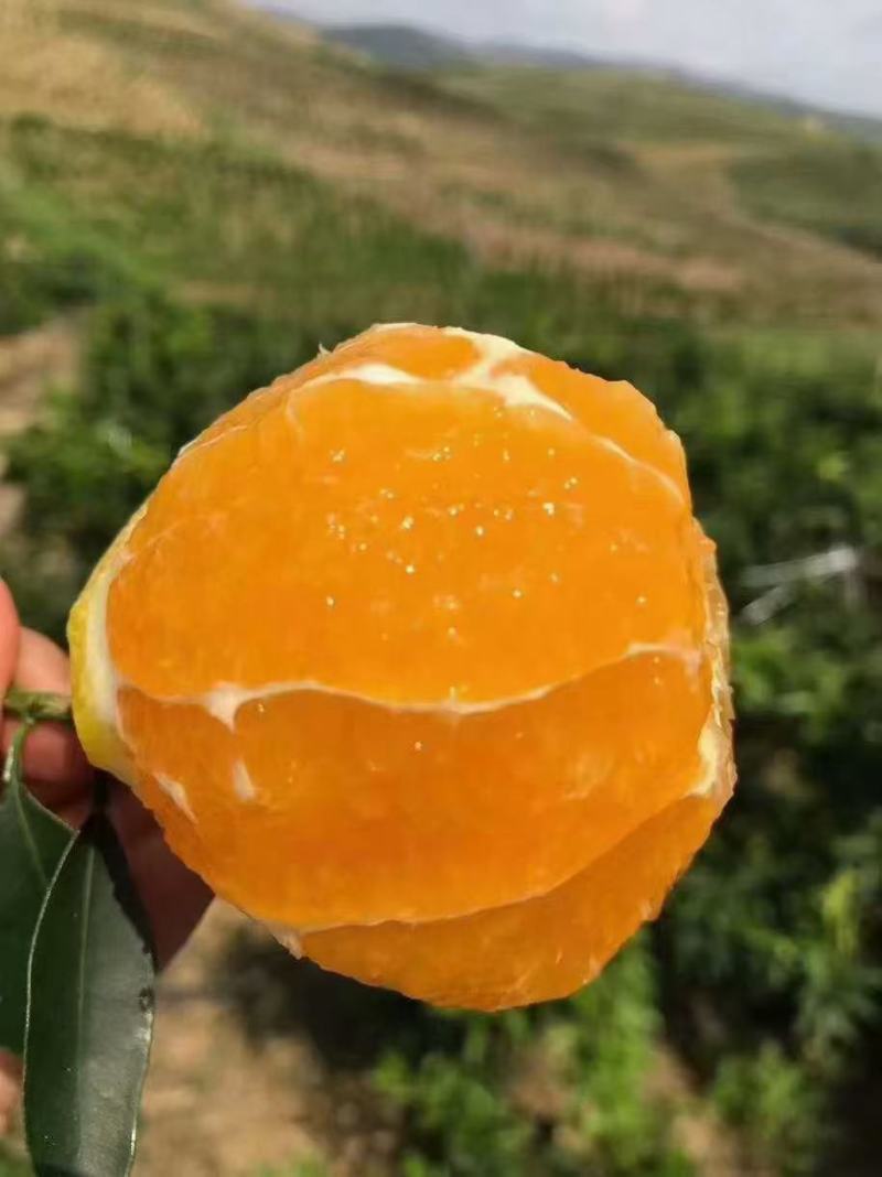 爱媛