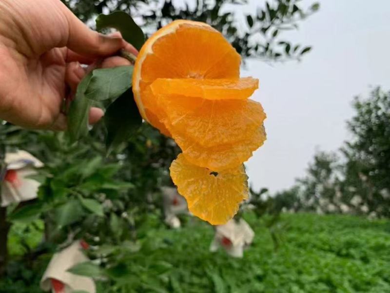 爱媛